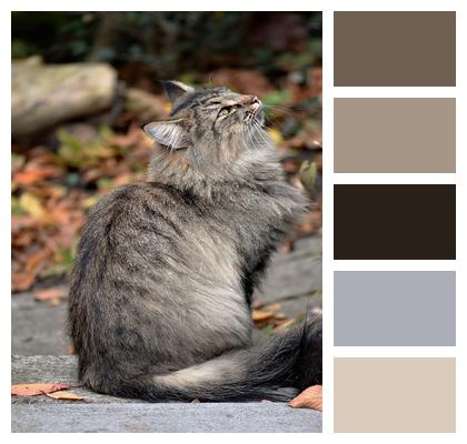 Neighbor'S Cat Wildcat Cat Image
